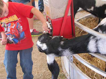 Childrens Petting Zoo Northern Virginia