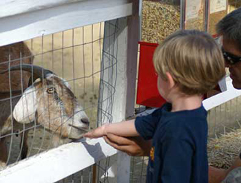 Petting Zoo Northern Virginia