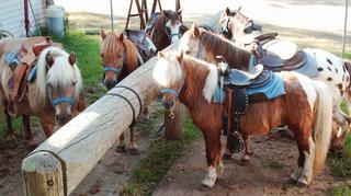 Pony Party Virginia