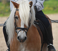 Pony Portrait