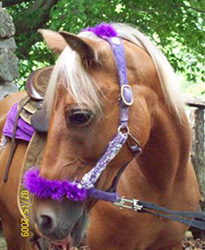 Pony Rides Northern Virginia