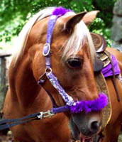 Pony Rides Northern Virginia