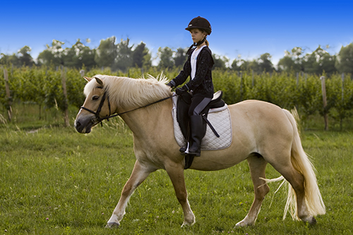 Woodbridge County Pony Ride